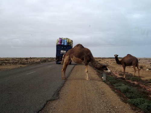 camel