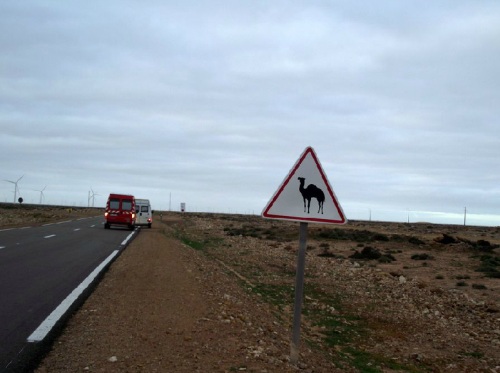 camel2